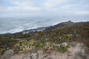 Coastal Sea view with dunes and plant growth