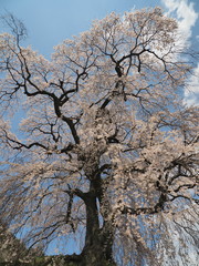 信州の名桜「石塚桜」