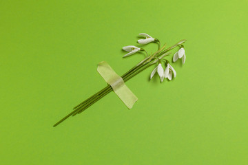Spring snowdrop flowers are glued with tape on a green background. Romantic and tender congratulations, creative minimalist bouquet.