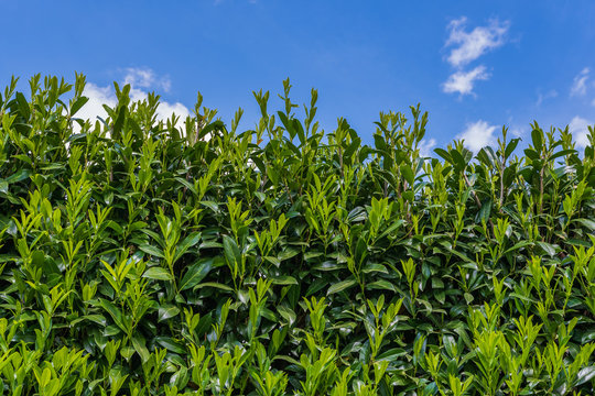 Giftige Planzen Kirschlorbeer - Hecke aus Lorbeerkirsche im Garten