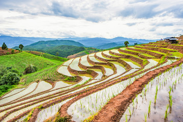  Step ladder rice filed, Ban Pa Bong Piang Hill tribe village, Chiangmai, Thailand.