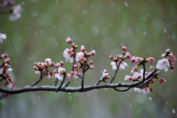 Snow cherry　Cherry Blossoms　In full bloom　flower