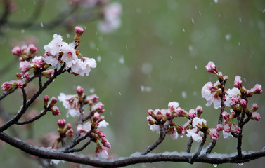 Snow cherry　Cherry Blossoms　In full bloom　flower