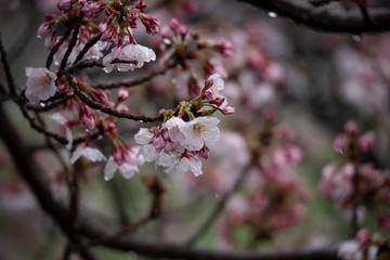 Snow cherry　Cherry Blossoms　In full bloom　flower