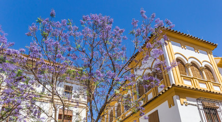 Jacaranda tree in purple blossom in Cordoba, Spain