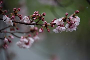 Snow cherry　Cherry Blossoms　In full bloom　flower