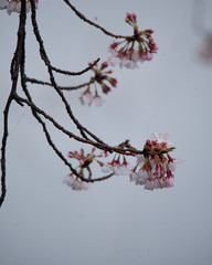Snow cherry　Cherry Blossoms　In full bloom　flower