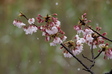 Snow cherry　Cherry Blossoms　In full bloom　flower