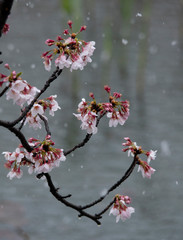 Snow cherry　Cherry Blossoms　In full bloom　flower