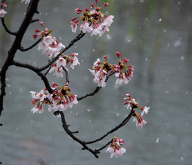 Snow cherry　Cherry Blossoms　In full bloom　flower