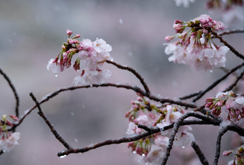 Snow cherry　Cherry Blossoms　In full bloom　flower