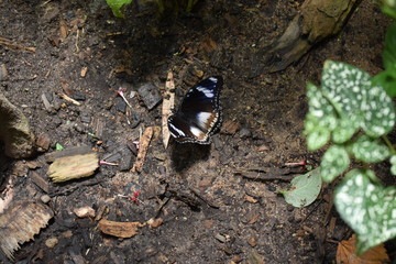 Butterfly on ground