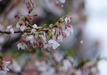 Snow cherry　Cherry Blossoms　In full bloom　flower