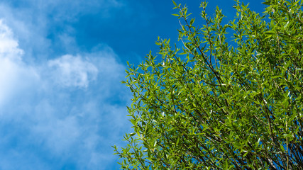 Green leaves background for summer or spring season, green foliage, blue sky and clouds.