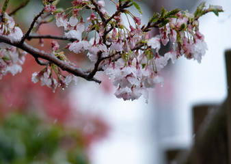 Snow cherry　Cherry Blossoms　In full bloom　flower