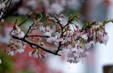 Snow cherry　Cherry Blossoms　In full bloom　flower