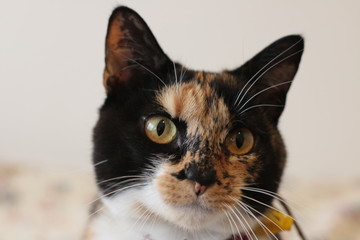 portrait of the face of a family pet tortoiseshell calico cat wearing a red collar against a bright background looking cranky, annoyed and proud in a family home.