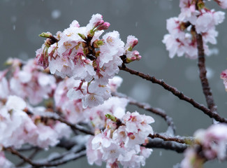 Snow cherry　Cherry Blossoms　In full bloom　flower