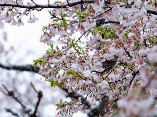 Snow cherry　Cherry Blossoms　In full bloom　flower