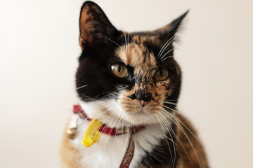 portrait of the face of a family pet tortoiseshell calico cat wearing a red collar against a bright background looking cranky, annoyed and proud in a family home.