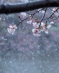 Snow cherry　Cherry Blossoms　In full bloom　flower