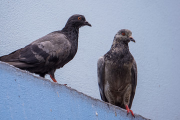 Two birds standing on the edge of the house wall.
