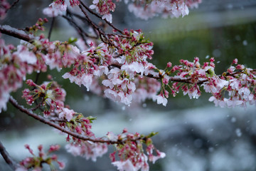 Snow cherry　Cherry Blossoms　In full bloom　flower