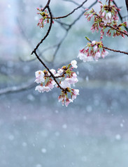 Snow cherry　Cherry Blossoms　In full bloom　flower