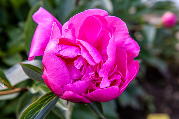 Éclosion des pétales d'une rose de jardin