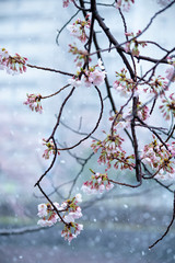 Snow cherry　Cherry Blossoms　sakura　In full bloom　flower