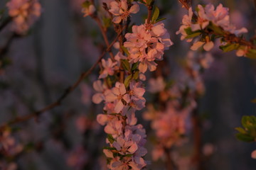 Close up a sprig of cherry with pink flowers illuminated by the sun