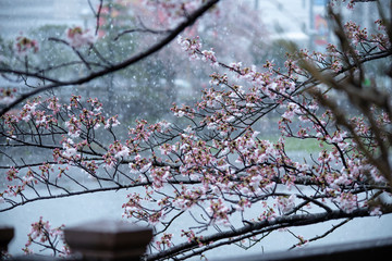 Snow cherry　Cherry Blossoms　sakura　In full bloom　flower