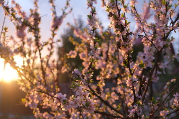 Cherry blossom with pink flowers on the background of the sky and the setting sun