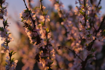 Cherry blossom with pink flowers and buds close up in the rays of the setting sun