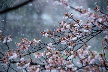 Snow cherry　Cherry Blossoms　sakura　In full bloom　flower