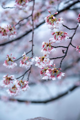 Snow cherry　Cherry Blossoms　sakura　In full bloom　flower