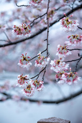 Snow cherry　Cherry Blossoms　sakura　In full bloom　flower