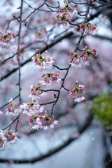 Snow cherry　Cherry Blossoms　sakura　In full bloom　flower