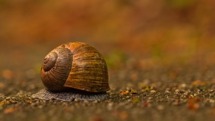 Eine Weinbergschnecke eingerollt, Helix pomatia