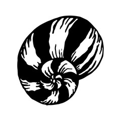 Seashells.  Hand drawn vector illustration in sketch style.