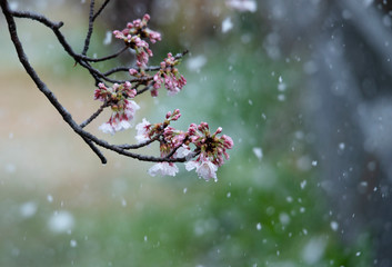 Snow cherry　Cherry Blossoms　sakura　In full bloom　flower