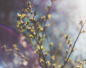 Green tree branches in spring, flora, rainbow