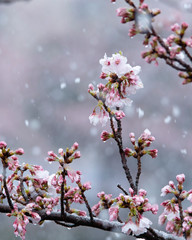 Snow cherry　Cherry Blossoms　sakura　In full bloom　flower