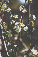 Cherry blossoms in the forest, green, bloom