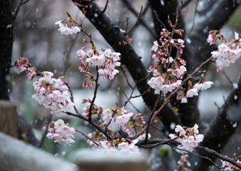 Snow cherry　Cherry Blossoms　sakura　In full bloom　flower