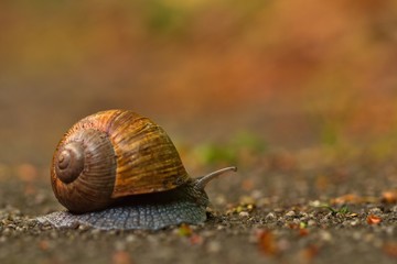 Edible snail on a rainy evening, Helix pomatia