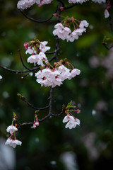 Snow cherry　Cherry Blossoms　sakura　In full bloom　flower
