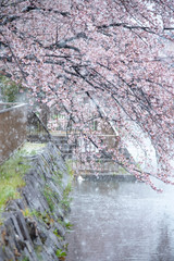 Fototapeta na wymiar Snow cherry　Cherry Blossoms　sakura　In full bloom　flower