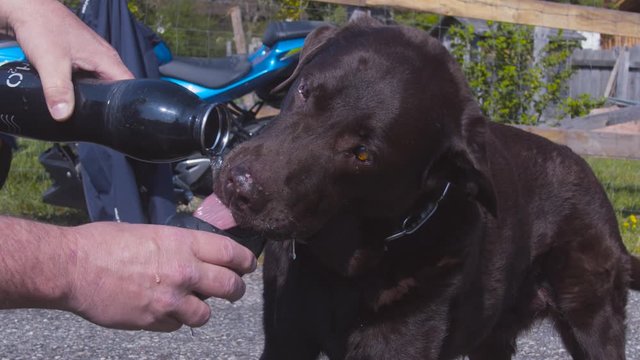 Dog drinks water in sun , Dog is happy and drinks in Slow Motion