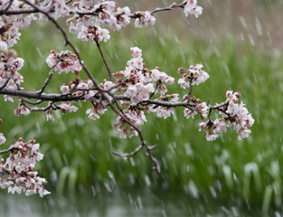 Snow cherry　Cherry Blossoms　sakura　In full bloom　flower